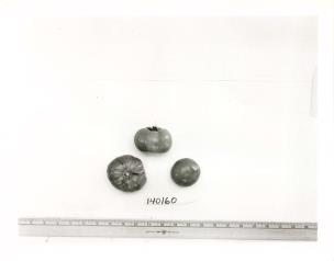 Click for 1 image(s) for this accession. FRUIT